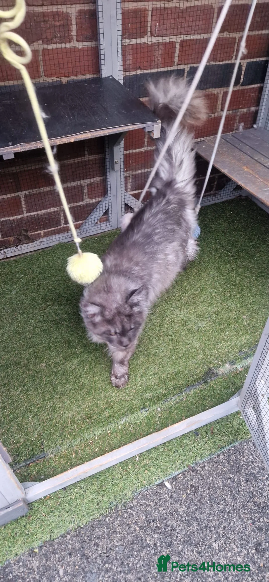 Maine Coon cats for sale: Beautiful Black Smoke Male - Advert 5