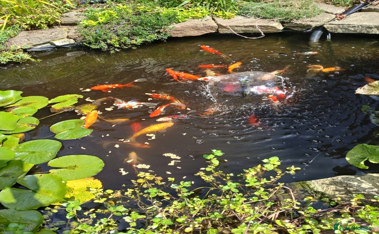 Pond Fish fish - Advert 1