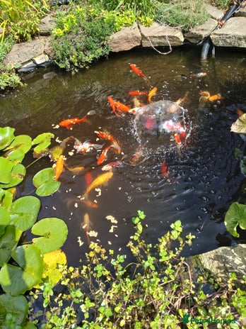 Pond Fish fish - Advert 3