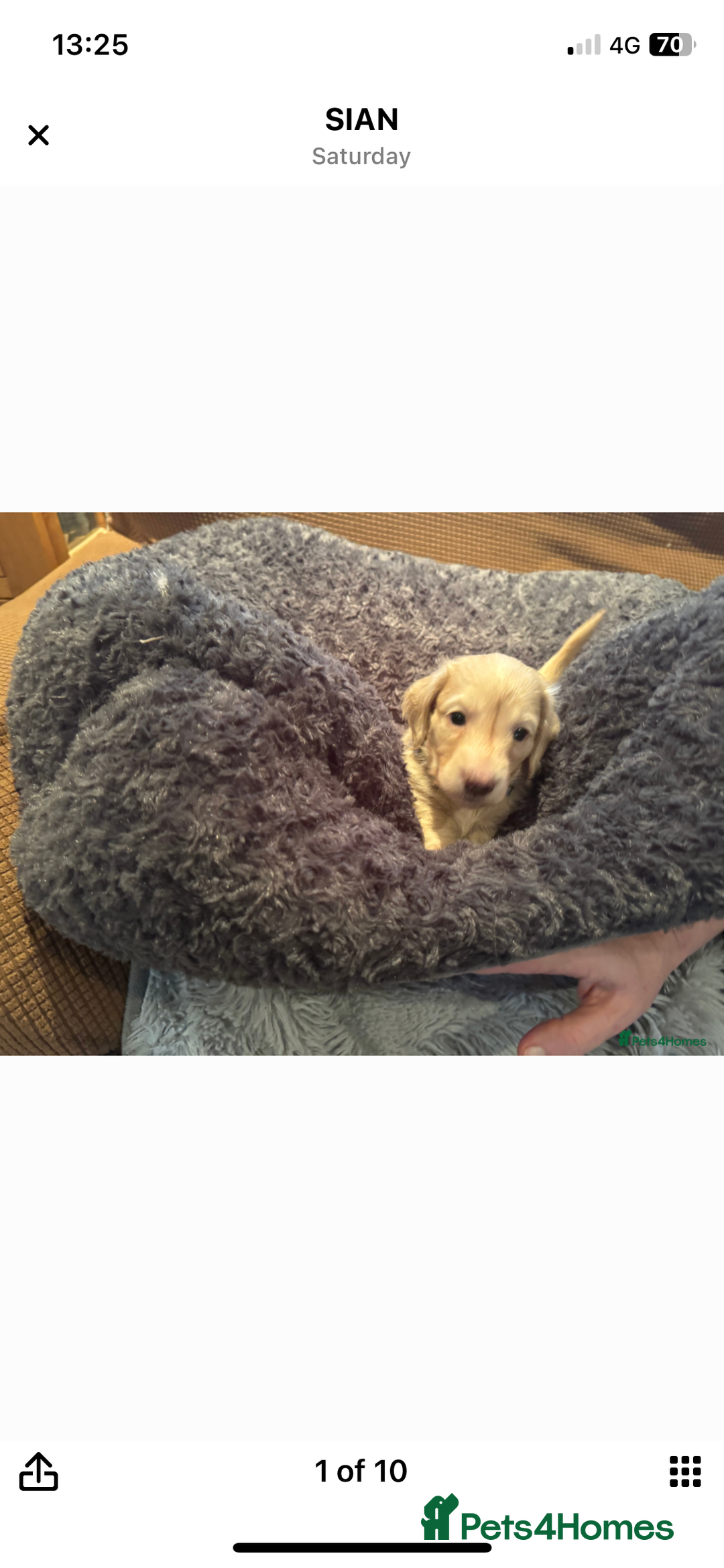 Miniature Dachshund dogs for sale: English cream dachshund  - Advert 9