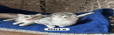 British Shorthair 4