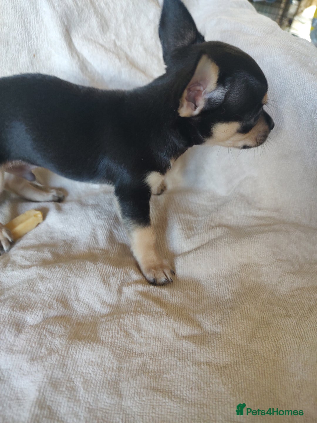 Chihuahua dogs for sale: Adorable Loving hand reared ready now Chihuahuas - Image 19