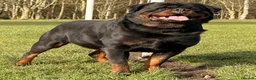 Rottweiler dogs for stud: Top quality health tested kc male German X serbian - Advert 15