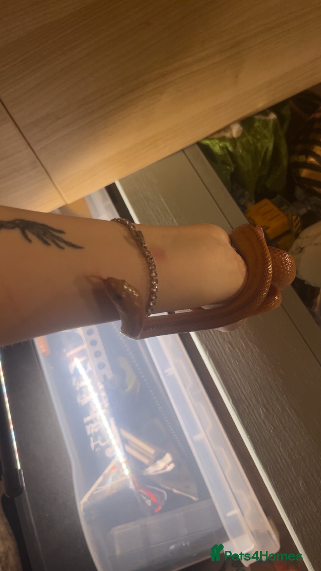 Corn Snake reptiles for sale: 2 corn snakes for sale - Advert 4