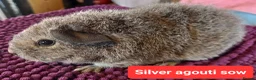 Guinea Pig rodents for sale: Rex sows/boars, Aby, cali guinea pigs. - Advert 12