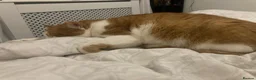 Mixed Breed cats for sale: Ginger male - Advert 3