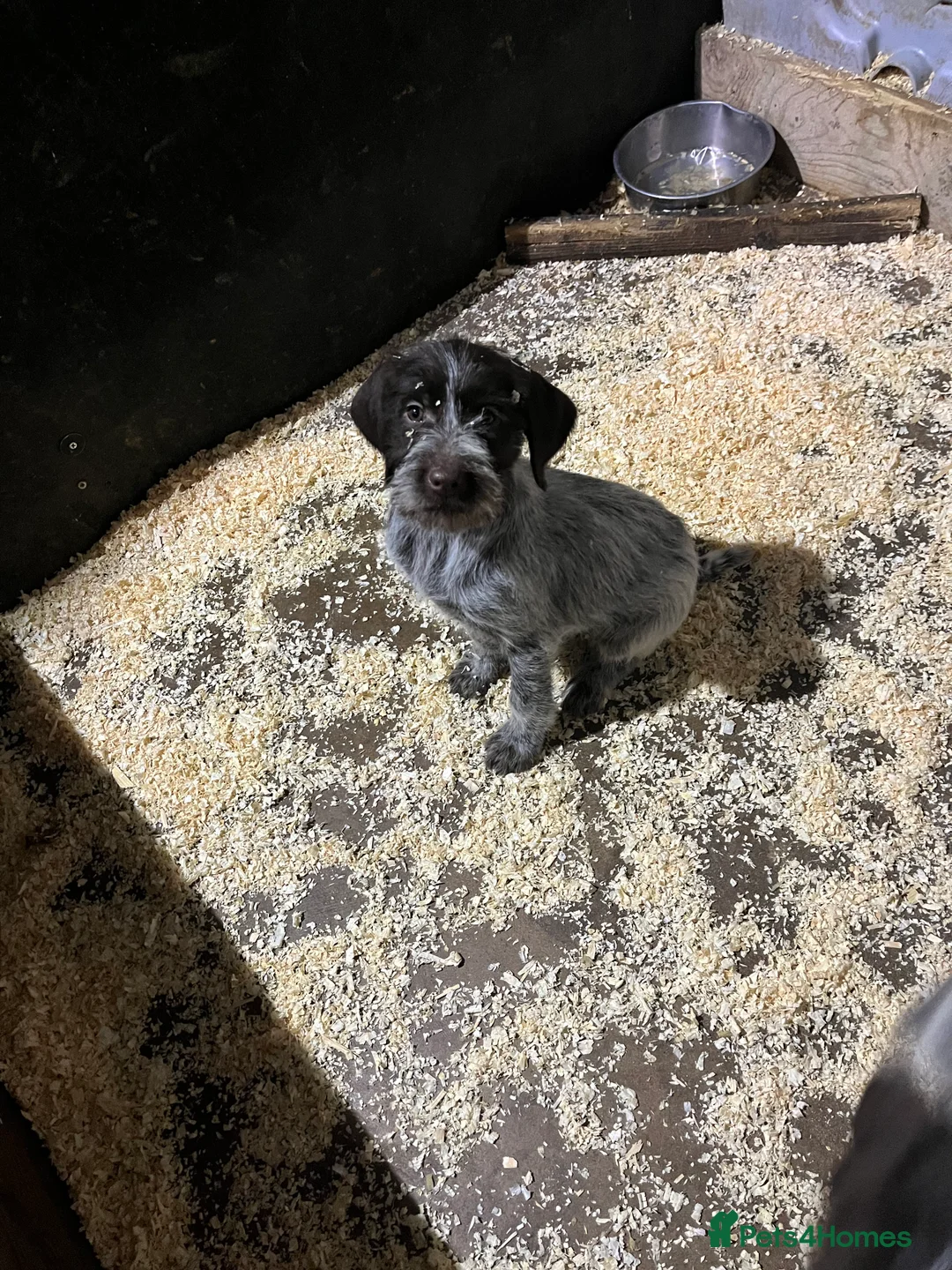 German Wirehaired Pointer dogs for sale: GWP pups - Advert 3