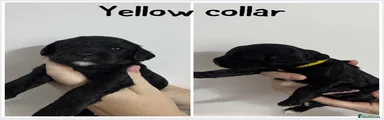 Cockalier 4