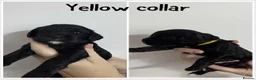 Cockalier dogs for sale: Gorgeous Cockalier Puppies 🐾 - Advert 2