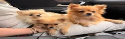 Pomeranian dogs for sale: 2 beautiful Pomeranian puppies - Advert 21