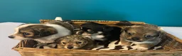 Chiweenie dogs for sale: 🐶 Gorgeous Litter of Toy Chiweenies 🐶 in Okehampton - Advert 1