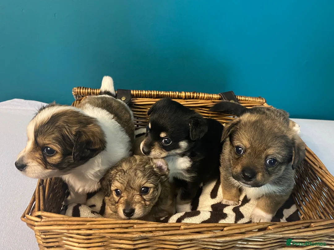 Chiweenie dogs for sale: 🐶 Gorgeous Litter of Toy Chiweenies 🐶 in Okehampton - Advert 1