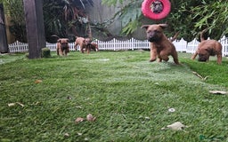 Irish Terrier dogs for sale: Beautiful Champion Lines KC Irish Terrier Puppies - Advert 28