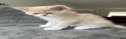 Mixed Breed cats for sale: Ragdoll x Persian Kittens (ONLY 4 left) in Dunstable - Advert 13