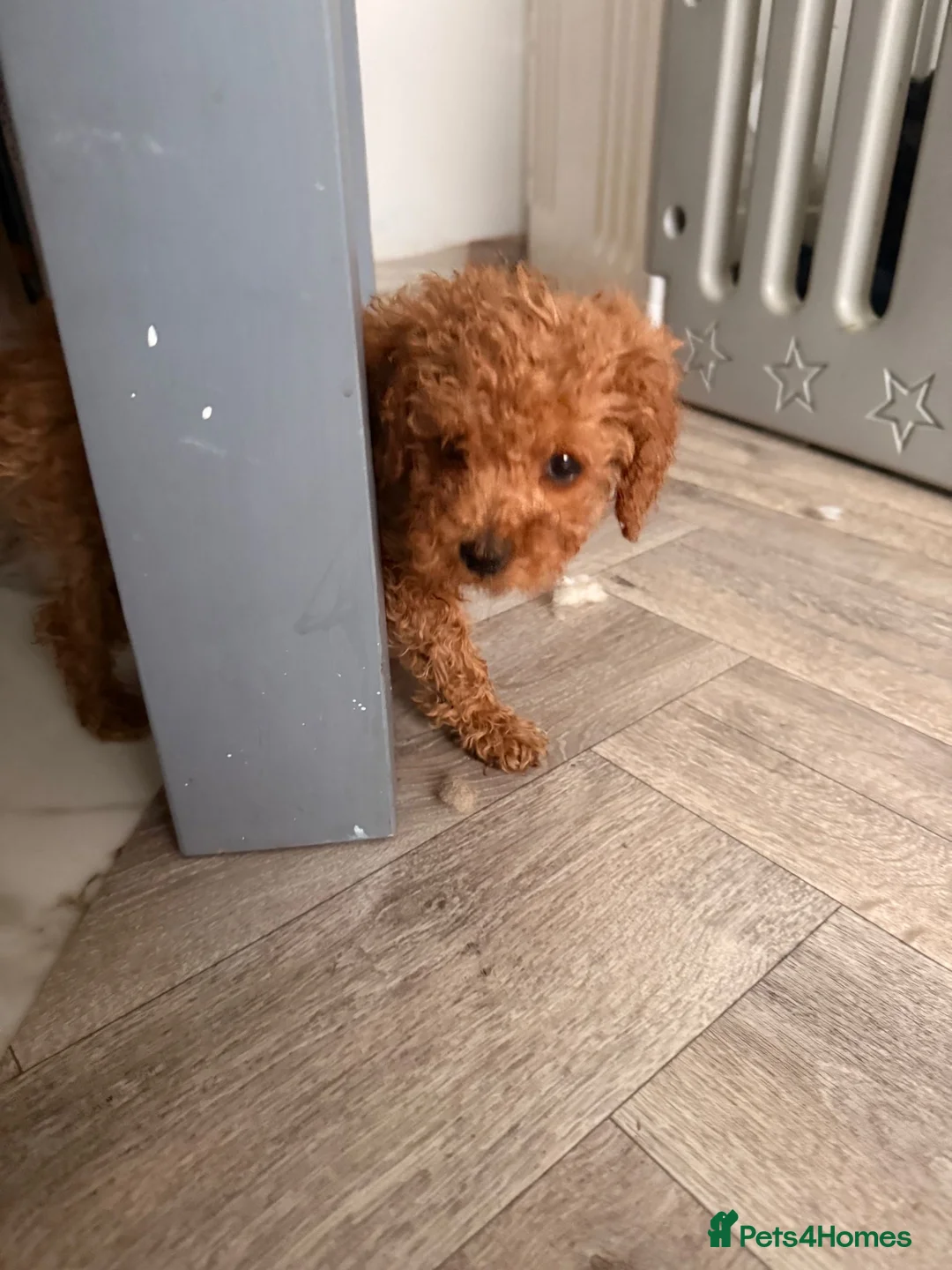 Miniature Poodle dogs for sale: Miniature Poodles!!! with 400 Health Tests!!! - Advert 37