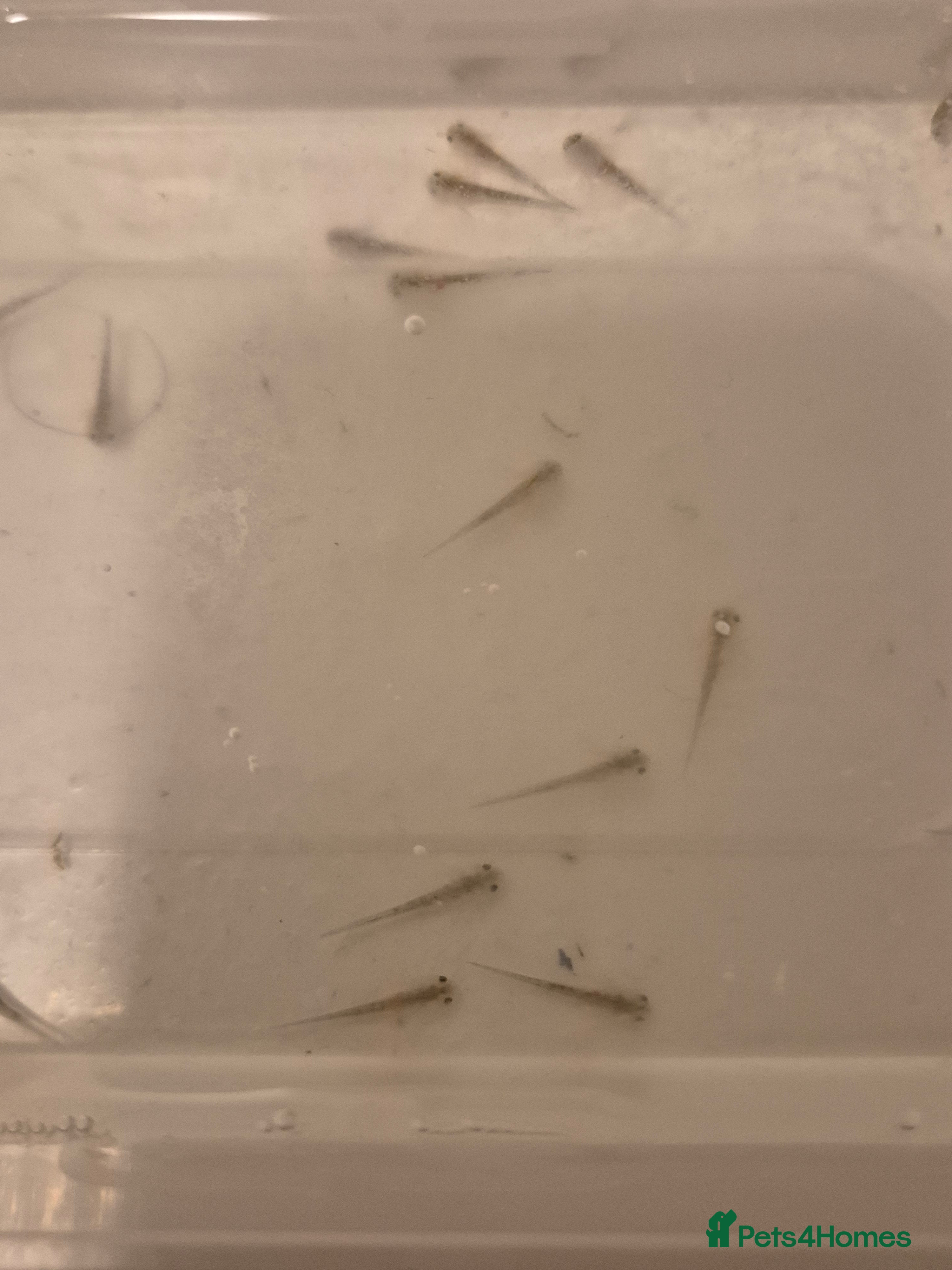 Axolotl reptiles Mixed baby axolotls - Advert 1