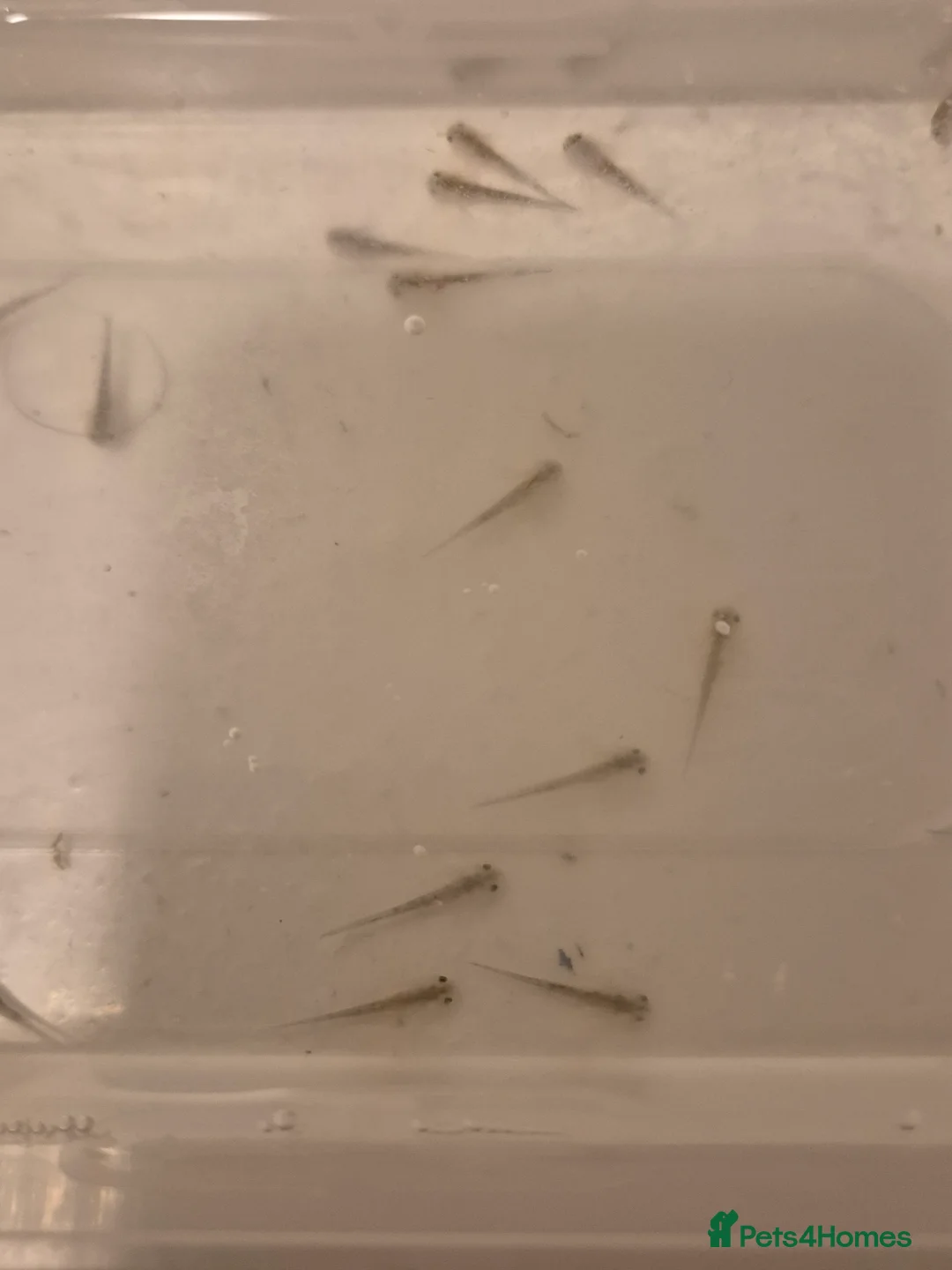 Axolotl reptiles for sale: Mixed baby axolotls - Advert 1