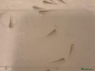 Axolotl reptiles Mixed baby axolotls - Advert 10