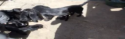 Mixed Breed dogs for sale:  cocker, flat coat X mix puppies  - Advert 11