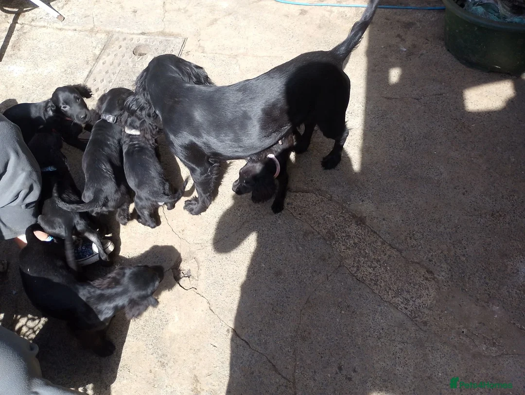 Mixed Breed dogs for sale:  cocker, flat coat X mix puppies  - Advert 11