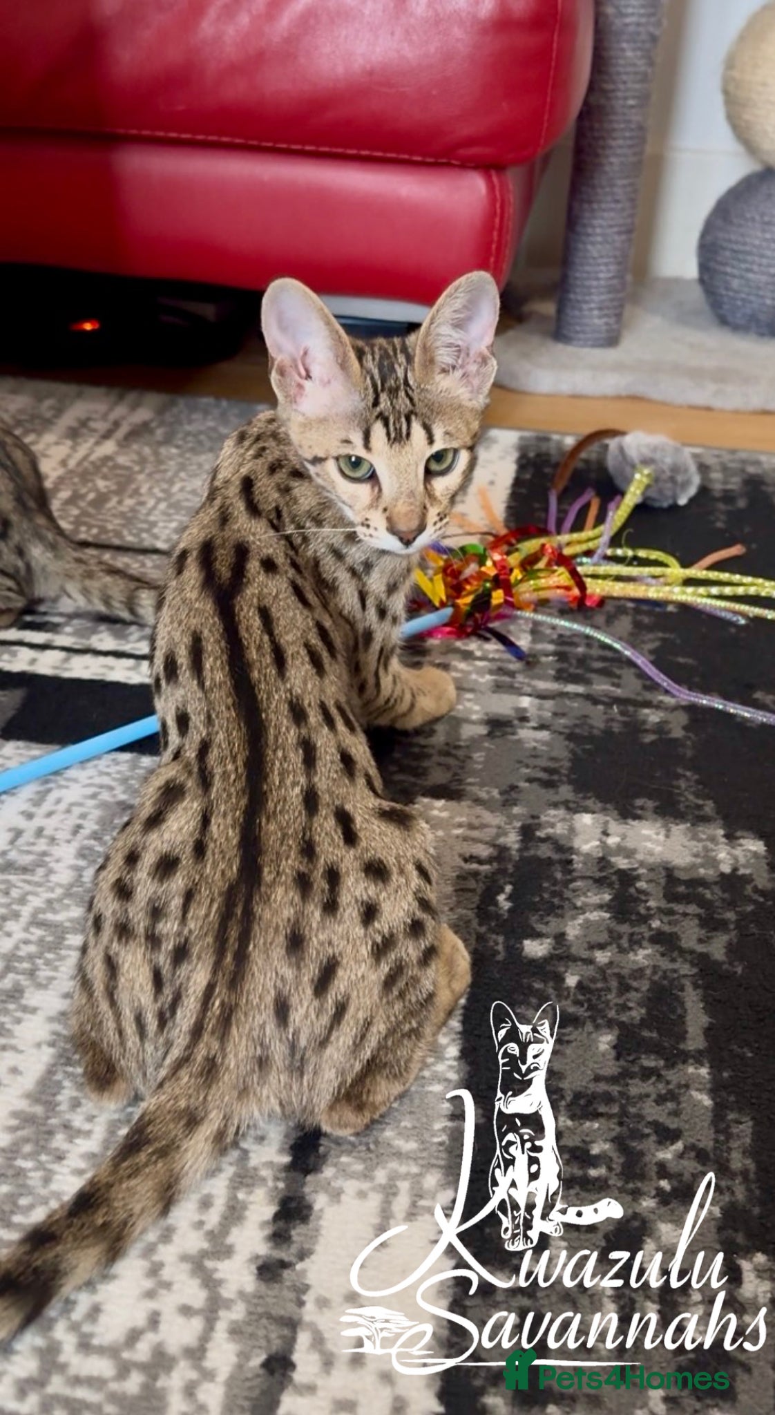 Savannah cats Excellent Quality Tica Registered Purebred kittens - Advert 1