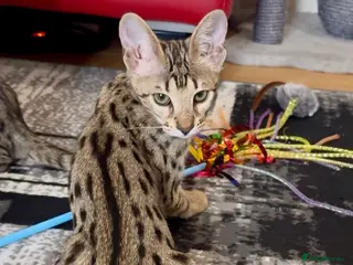 Savannah cats Excellent Quality Tica Registered Purebred kittens - Advert 5