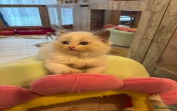 Ragdoll cats for sale: One Girl Available 🌸 - Image 19