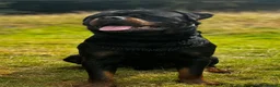 Rottweiler dogs for stud: Alfie  - Advert 3