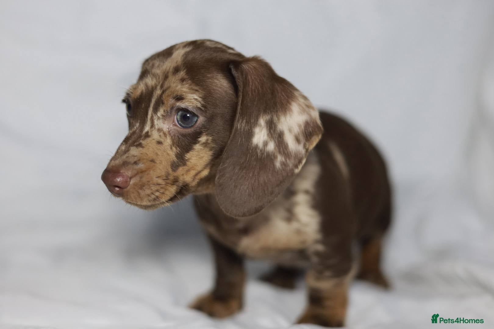 Dachshund dogs Pra clear KC REG MINIATURE Dachshund puppies  - Advert 1