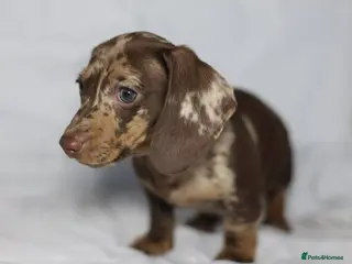 Dachshund dogs Pra clear KC REG MINIATURE Dachshund puppies - Advert 1