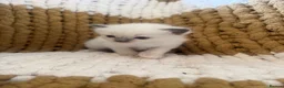 Ragdoll cats for sale: Blue and seal point ragdolls ❤️ - Advert 7