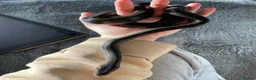 Snake reptiles for sale: Olive House Snake - Advert 3