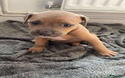 Mixed Breed dogs for sale: Both ready to leave now!   - Image 19