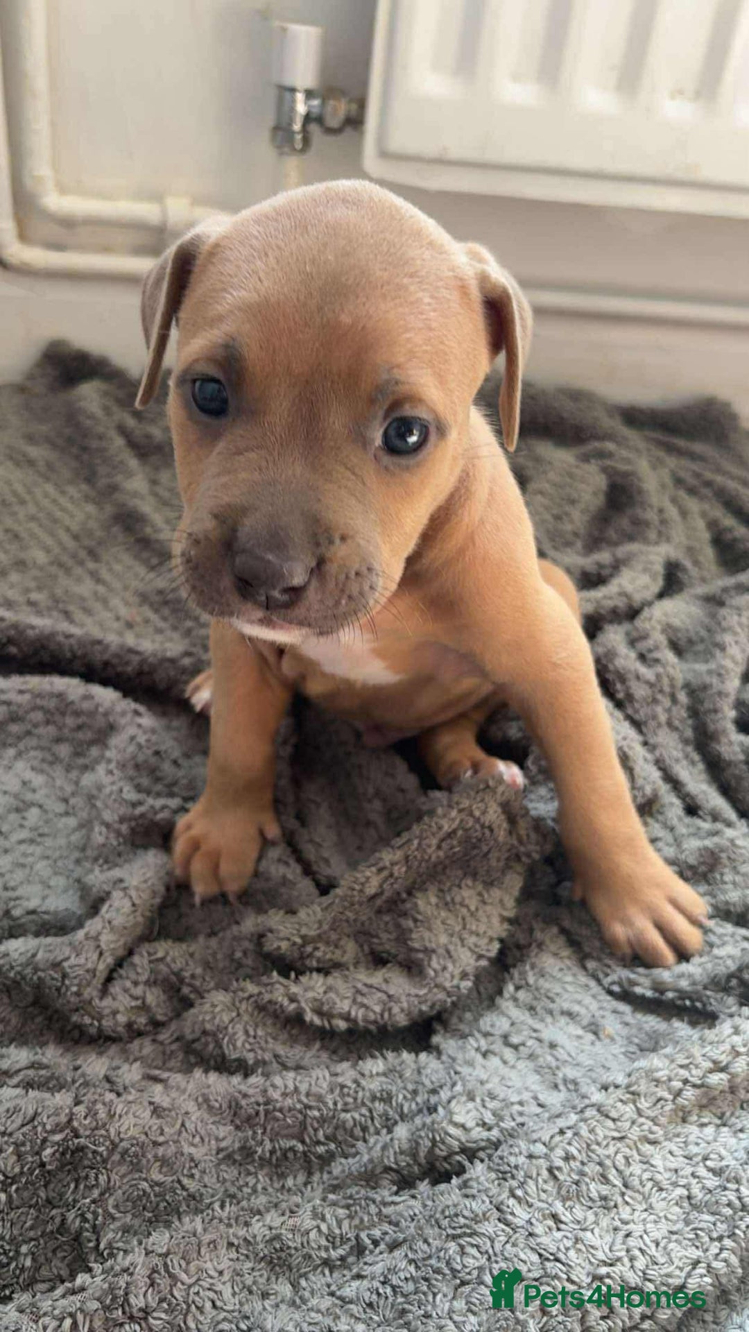 Mixed Breed dogs for sale: Both ready to leave now!   - Image 19