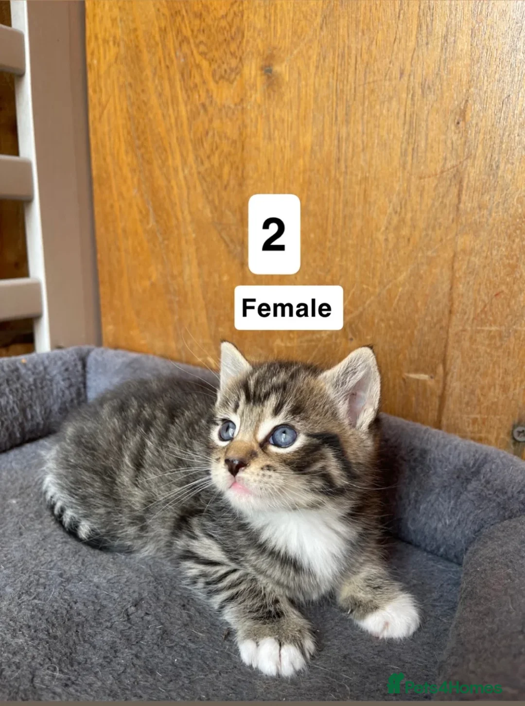 Mixed Breed cats for sale: Two female kittens for sale!  in Walsall - Advert 2