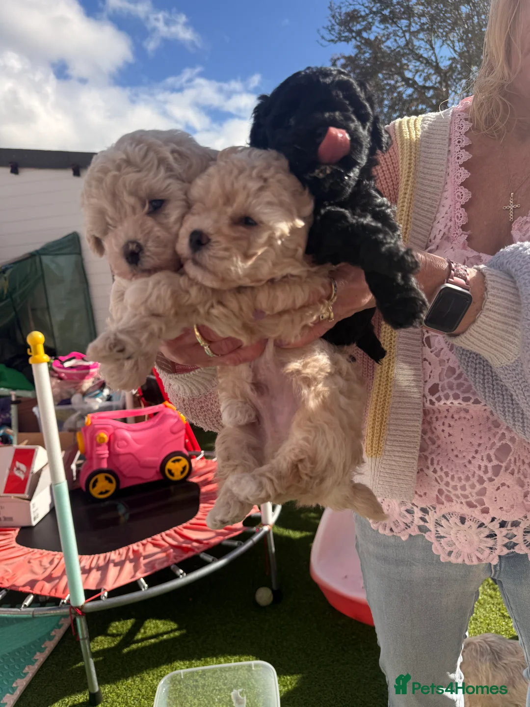 Shihpoo dogs for sale: We have a beautiful litter off pups  - Advert 2