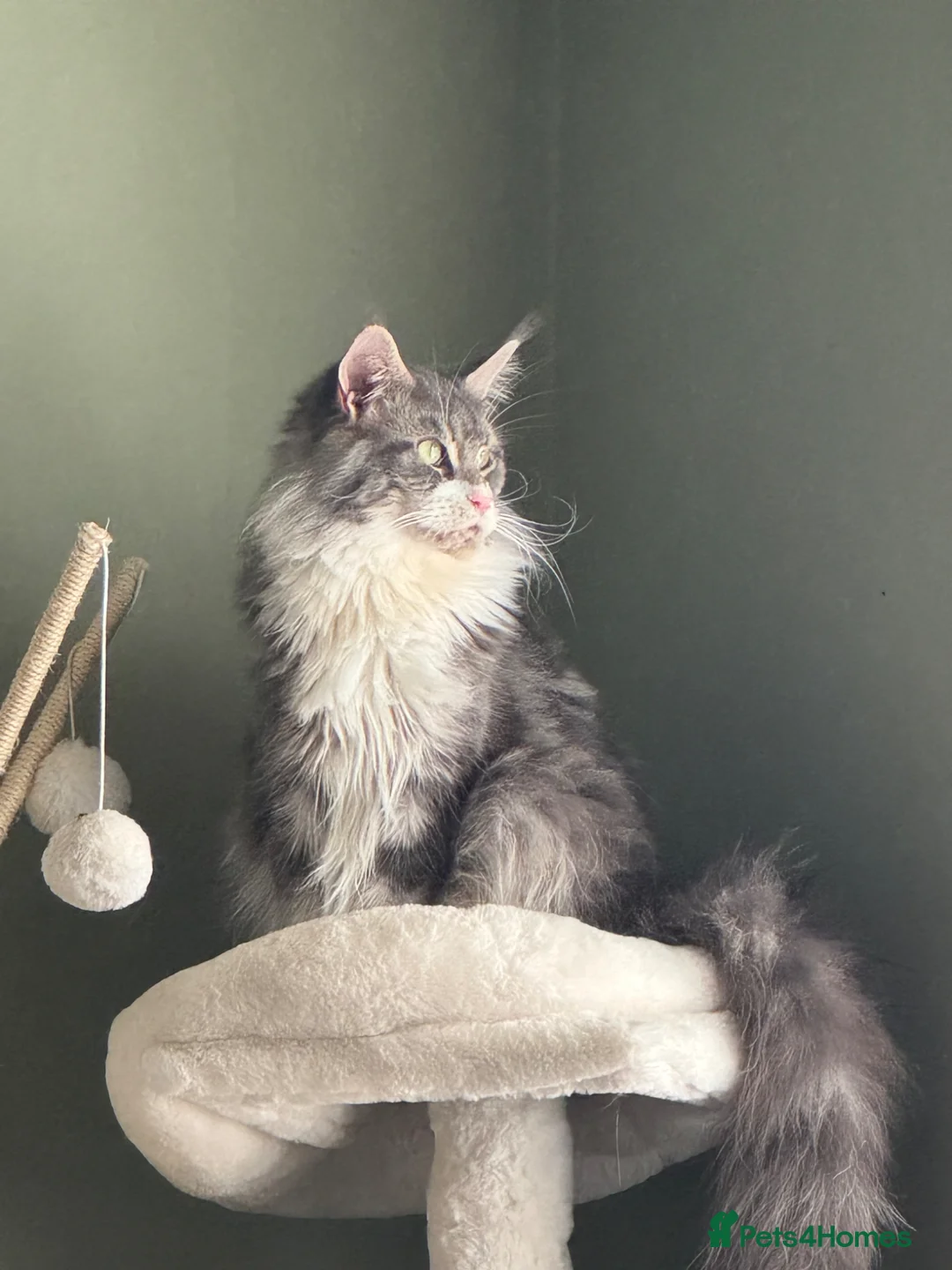 Maine Coon cats for sale: Mainecoon female - Advert 2