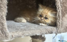 Persian cats for sale: Pedigree Persian Kittens ready to be rehomed - Image 37