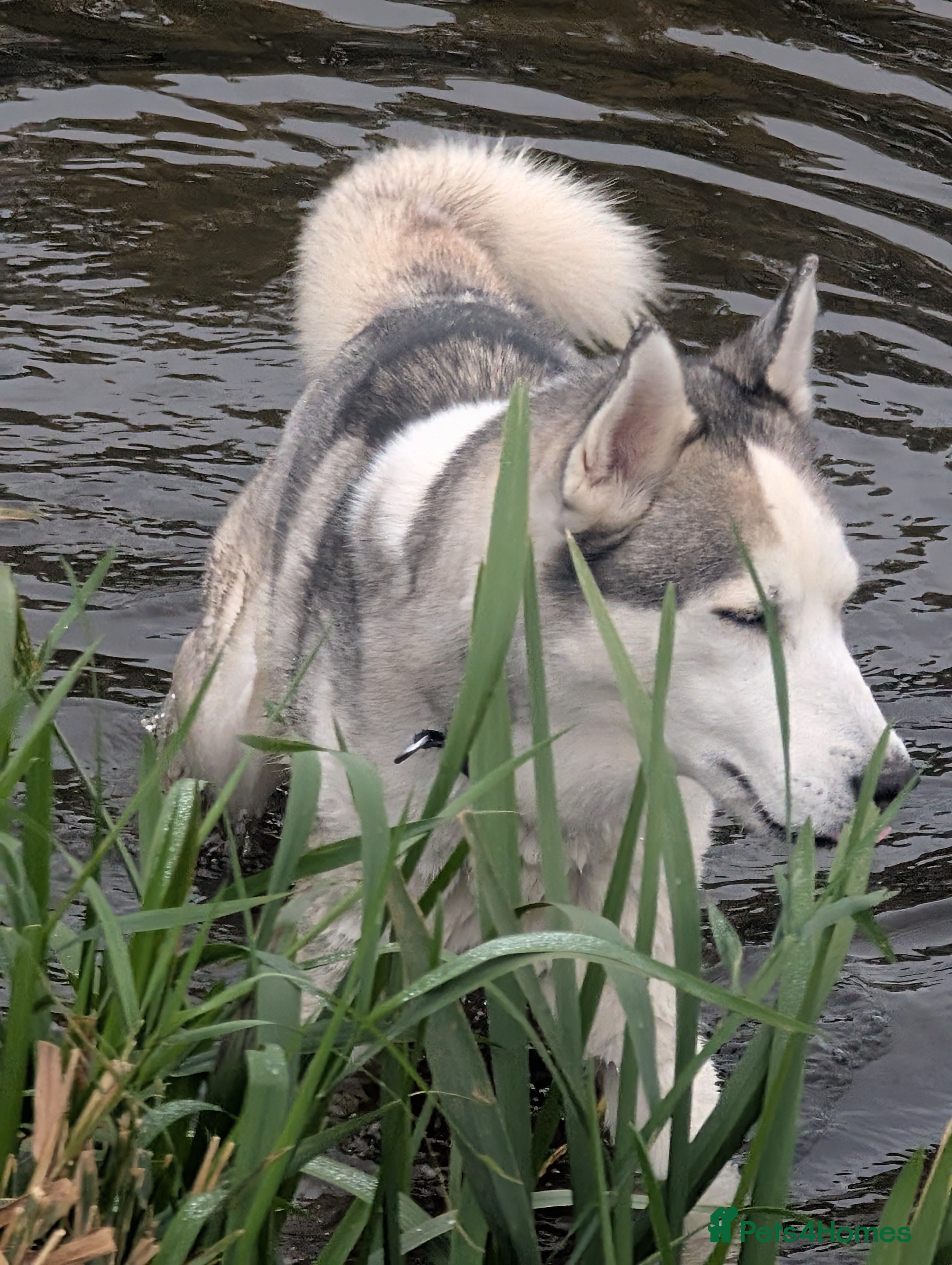 Loki