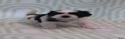 Shih Tzu dogs for sale: Shih Tzu puppies for sale  - Advert 8