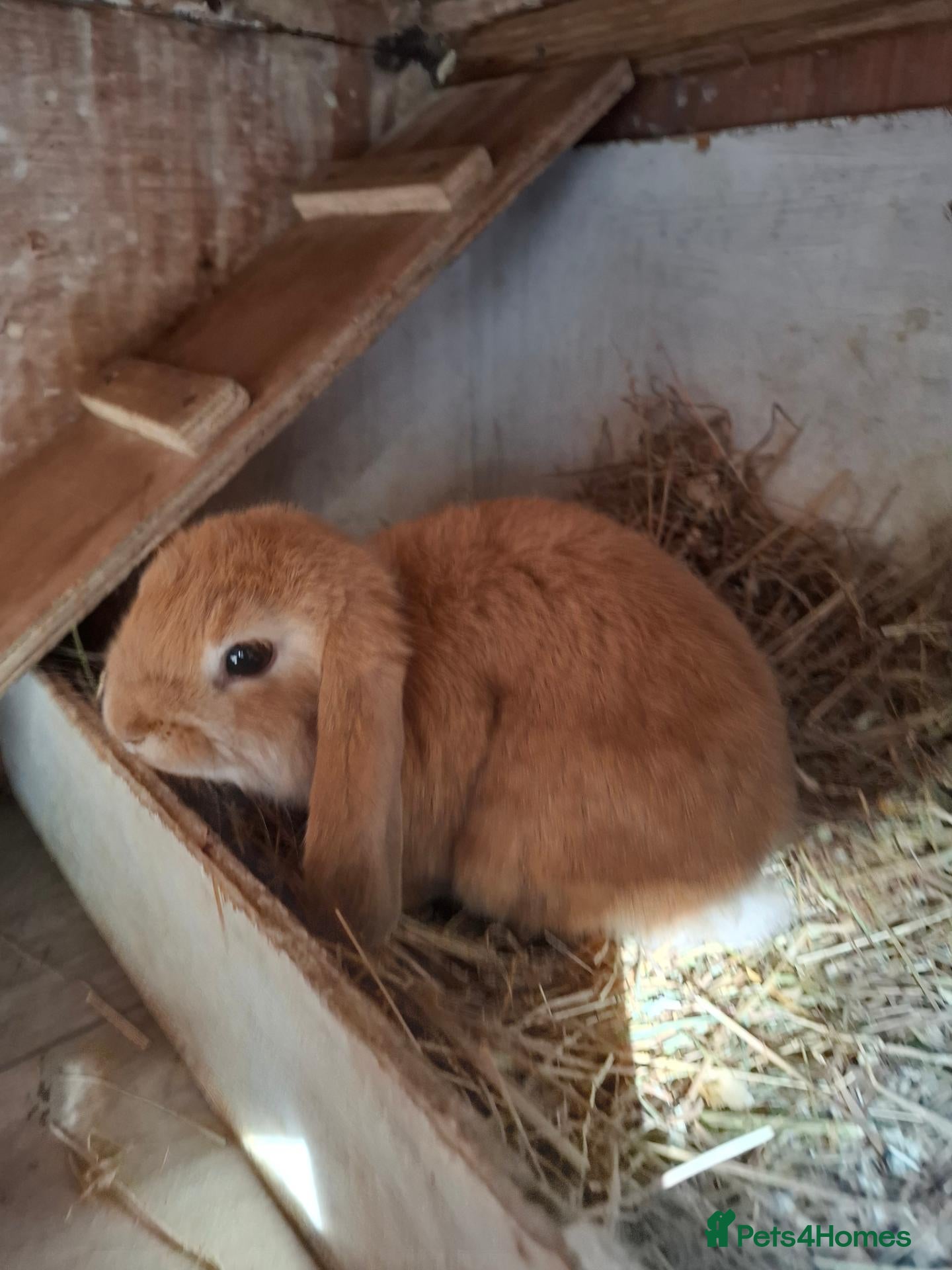 Mini Lop rabbits Mini Lops - Advert 1