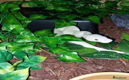 Python Snake reptiles for sale: Butter Special Royal Python W/full setup! - Image 1