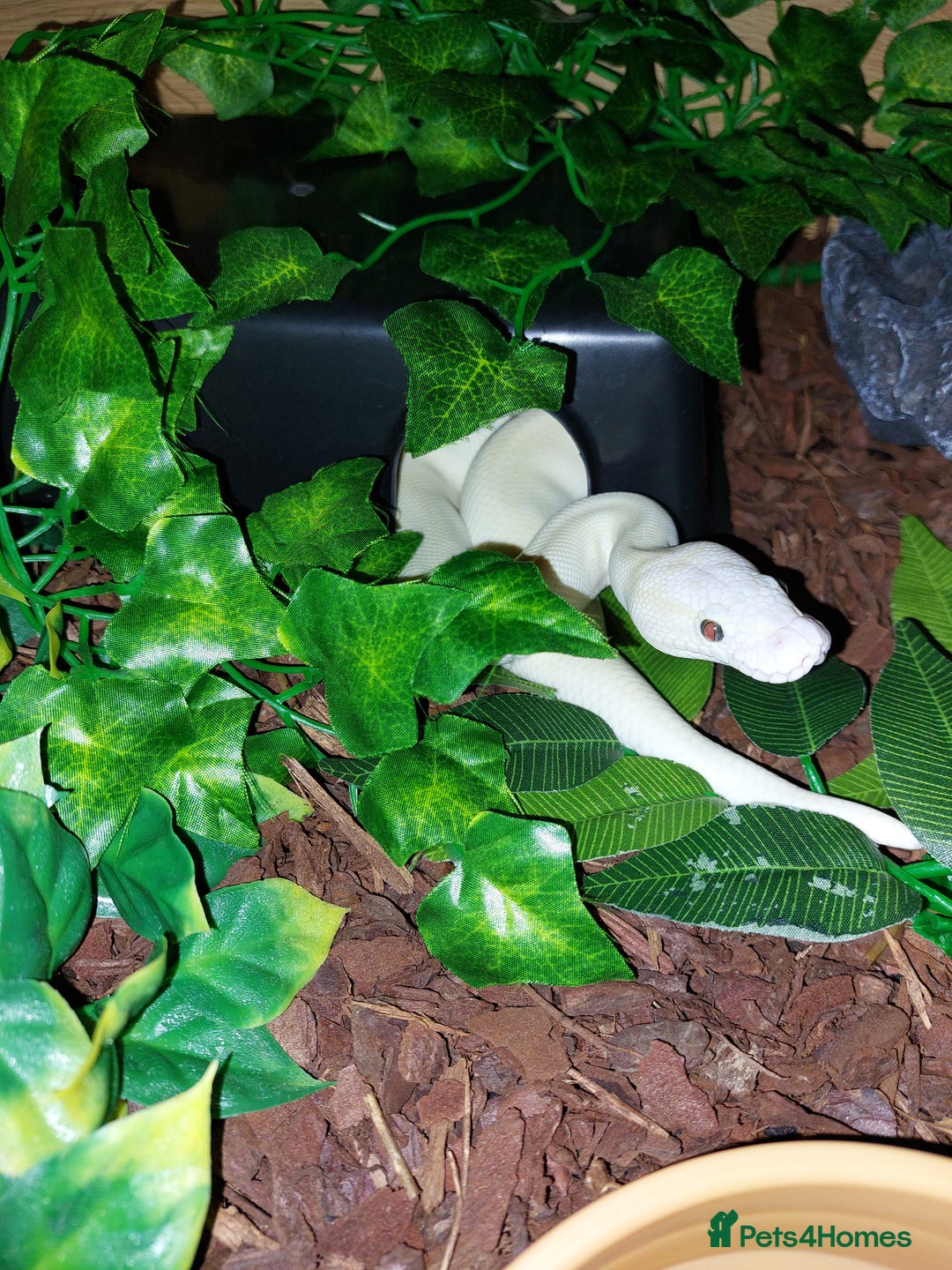 Python Snake reptiles for sale: Butter Special Royal Python W/full setup! - Image 1