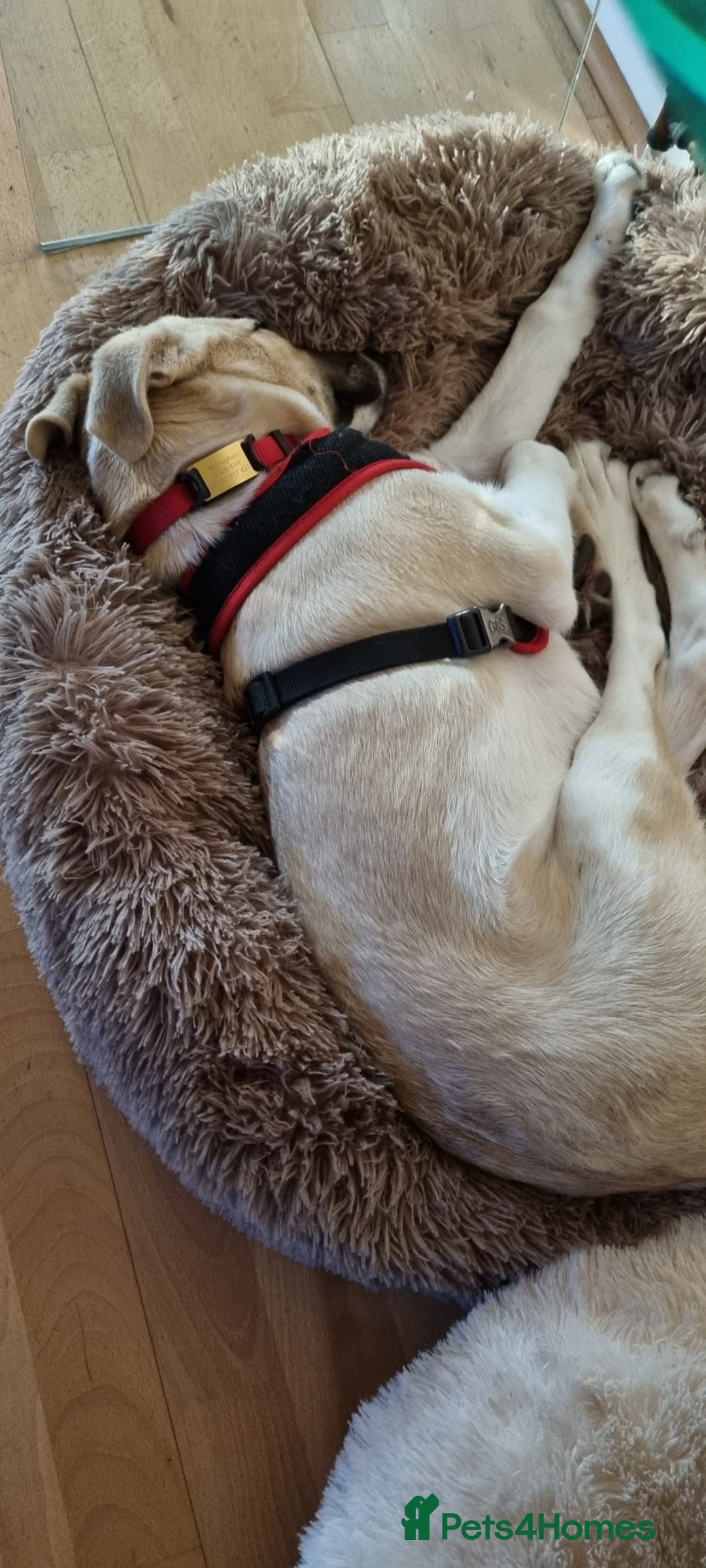 Mixed Breed dogs for adoption: Dill the dog - Advert 6