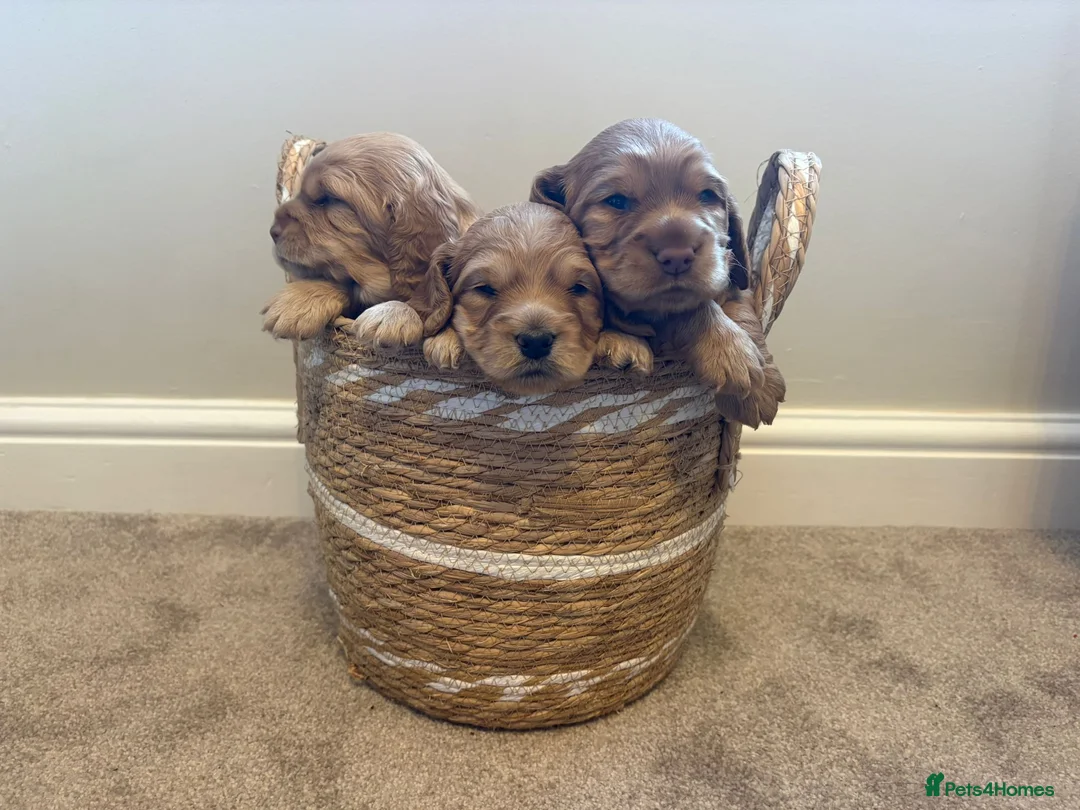 Cockapoo dogs for sale: Beautiful Apricot F1B Cockapoo Puppies  - Advert 7