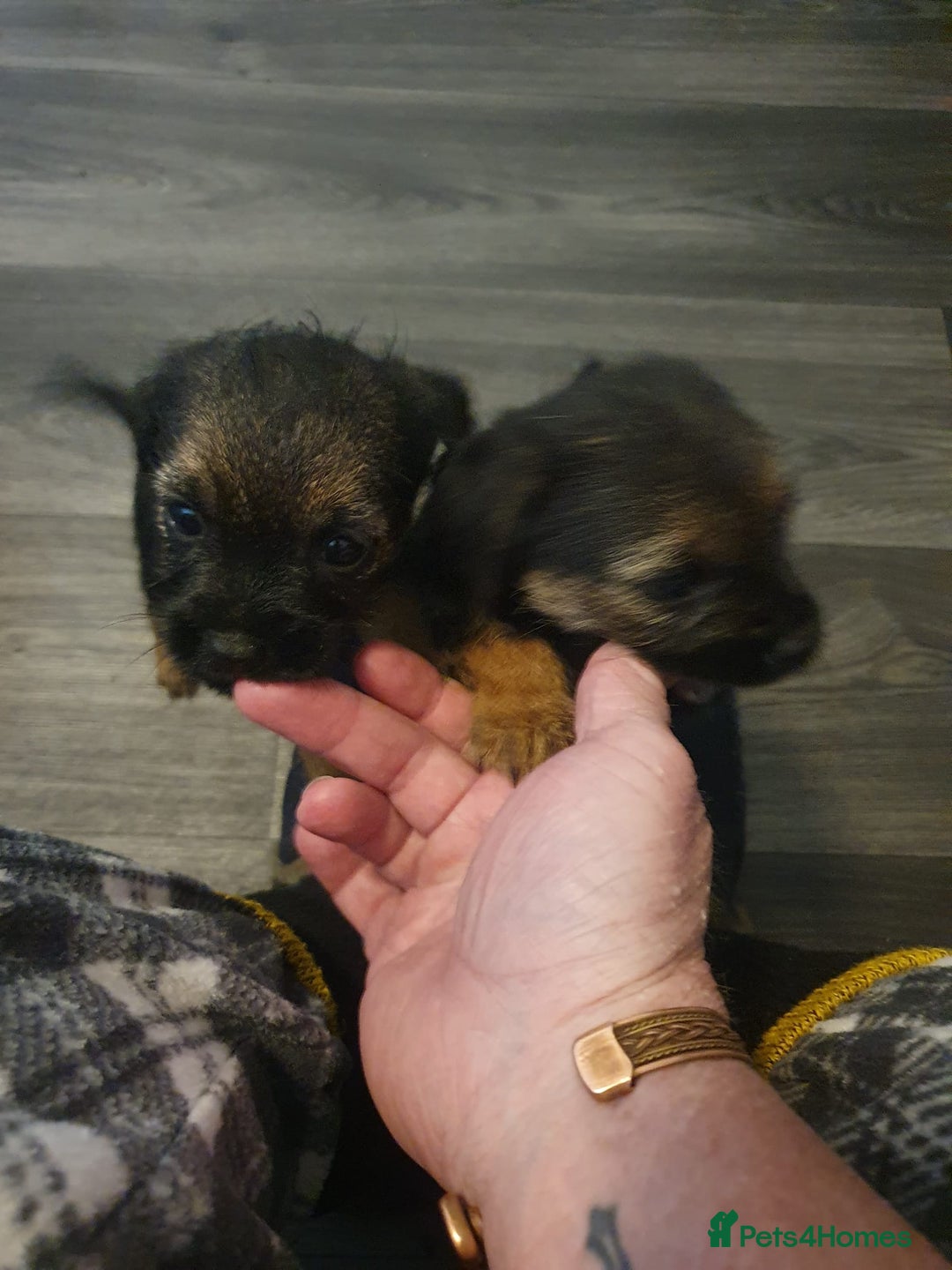 Border Terrier dogs for sale: 4 beauty looking for forever homes - Advert 6