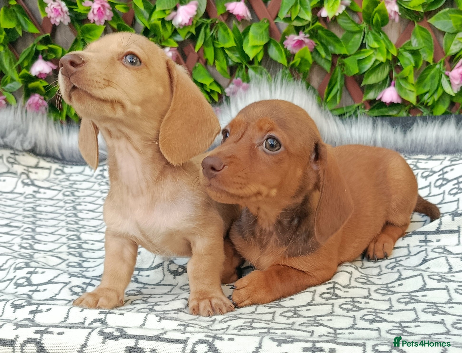 Miniature Dachshund dogs READY NOW CREAM LITTER KC REG PRA CLEAR - Advert 18