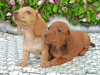 Miniature Dachshund dogs READY NOW CREAM LITTER KC REG PRA CLEAR - Advert 18