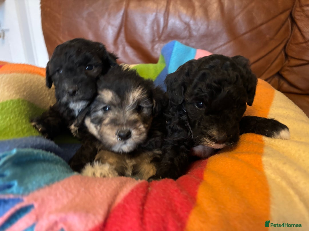 Jackapoo dogs for sale: Jackadoodles - Advert 5