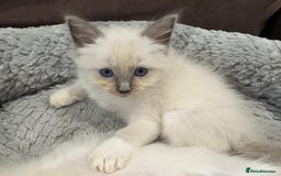 Ragdoll cats for sale: Last 2 beautiful boy blue mitted Ragdolls kittens  - Image 1